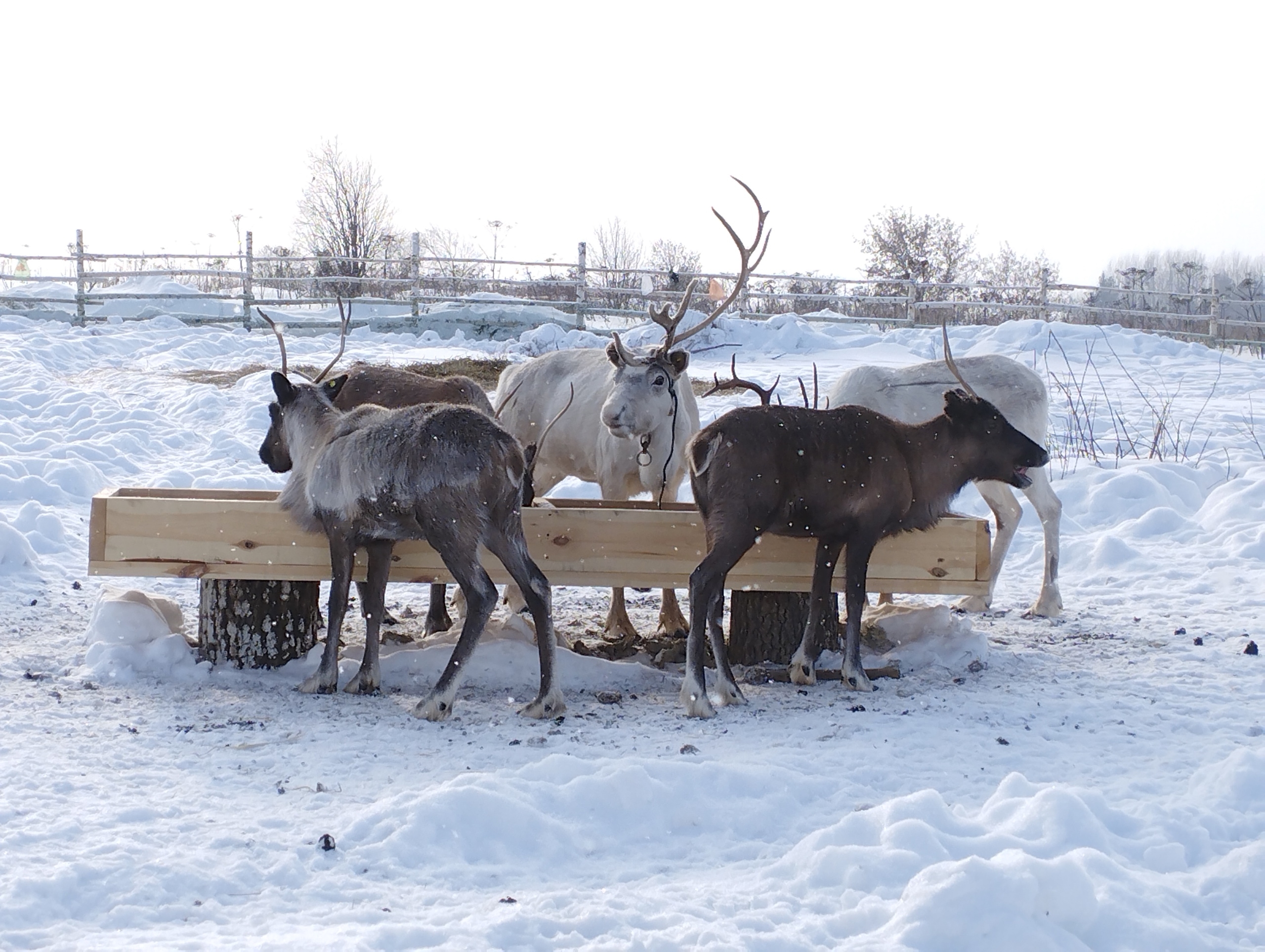 Ровно три года назад мы привезли в Гоньбу оленей 🤗 Не, ну а что? Кто-то держит 